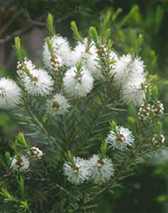 Melaleuca alternifolia