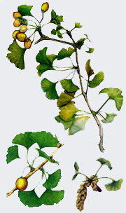 Ginkgo biloba