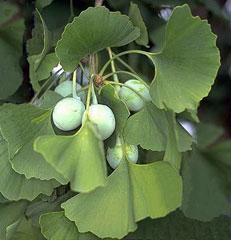 Ginkgo biloba