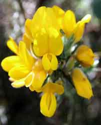 Gorse (Aulaga)