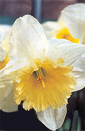 Narciso