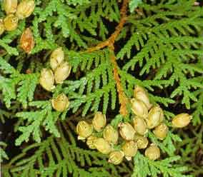 Thuja