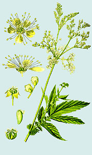 Filipendula Ulmaria