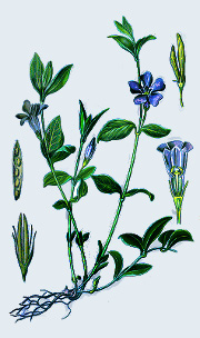 Vinca minor