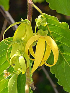 Ylang-Ylang