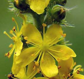 Agrimony