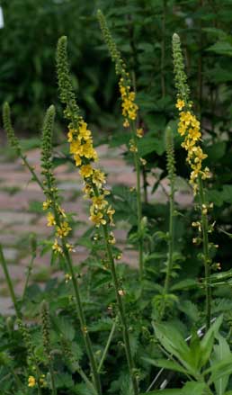 Agrimonia Eupatoria