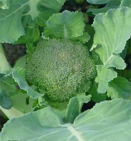 Brocoli