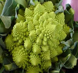 romanesco