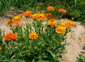 Calendulas