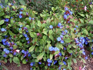 Ceratostigma Willmottian