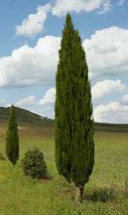 Cupressus sempervirens