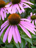 Echinacea