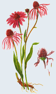 Echinacea angustifolia