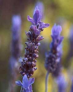 Lavanda