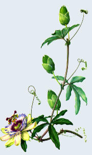 Passiflora incarnata