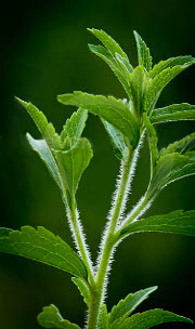 Stevia