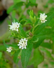 Stevia