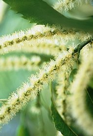 Sweet Chestnut (Castao dulce)