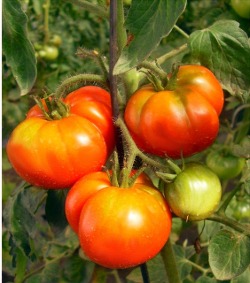 Solanum lycopersicum