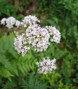 Valeriana Officinalis